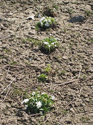 pansy unmulched